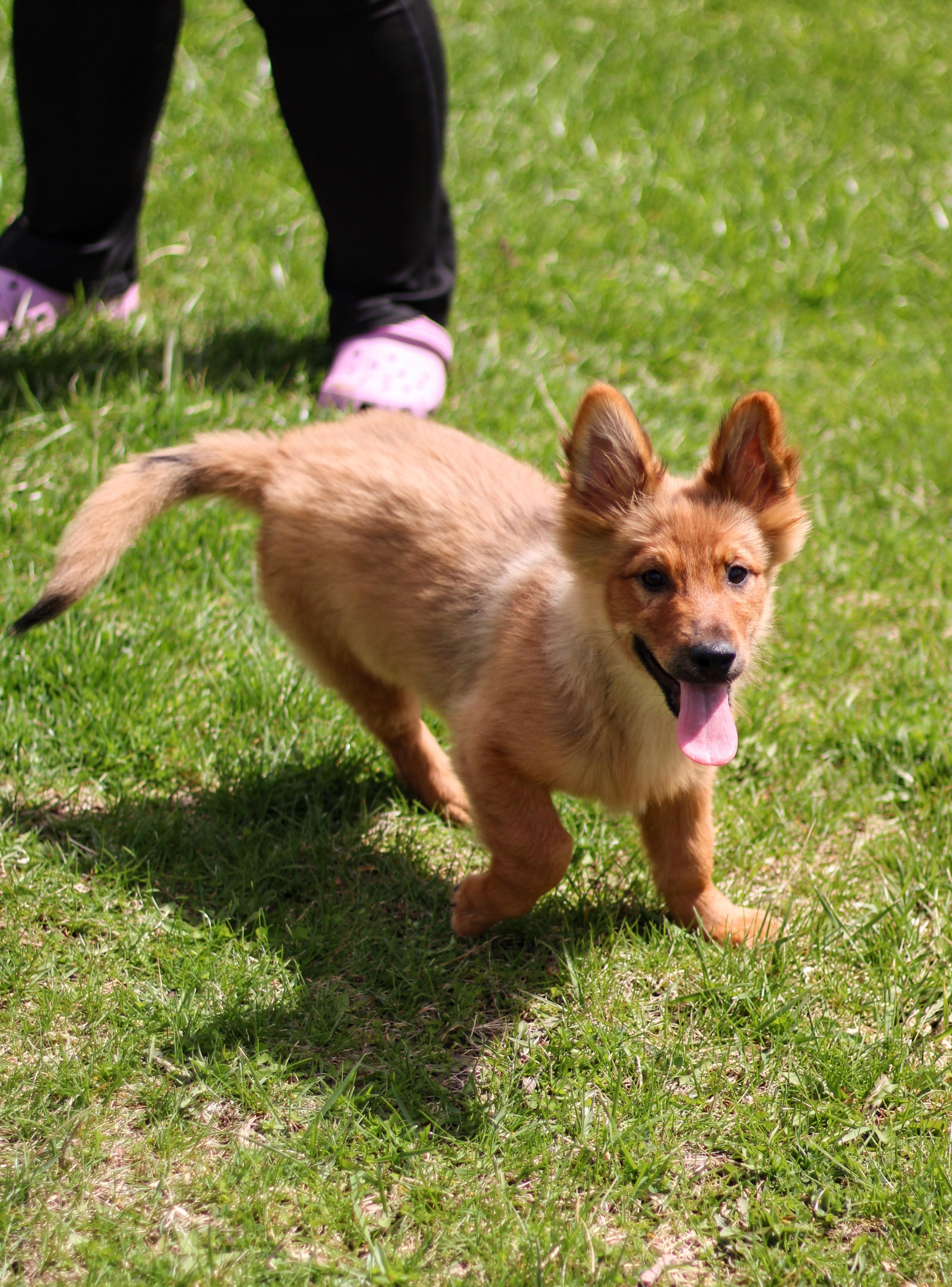 Enlarge Paloma, an adopted mixed breed in Battle Creek, MI image 2/4