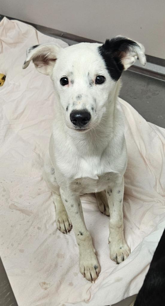 Boomer, Adoptable, Puppy Male Pointer & Mixed Breed.