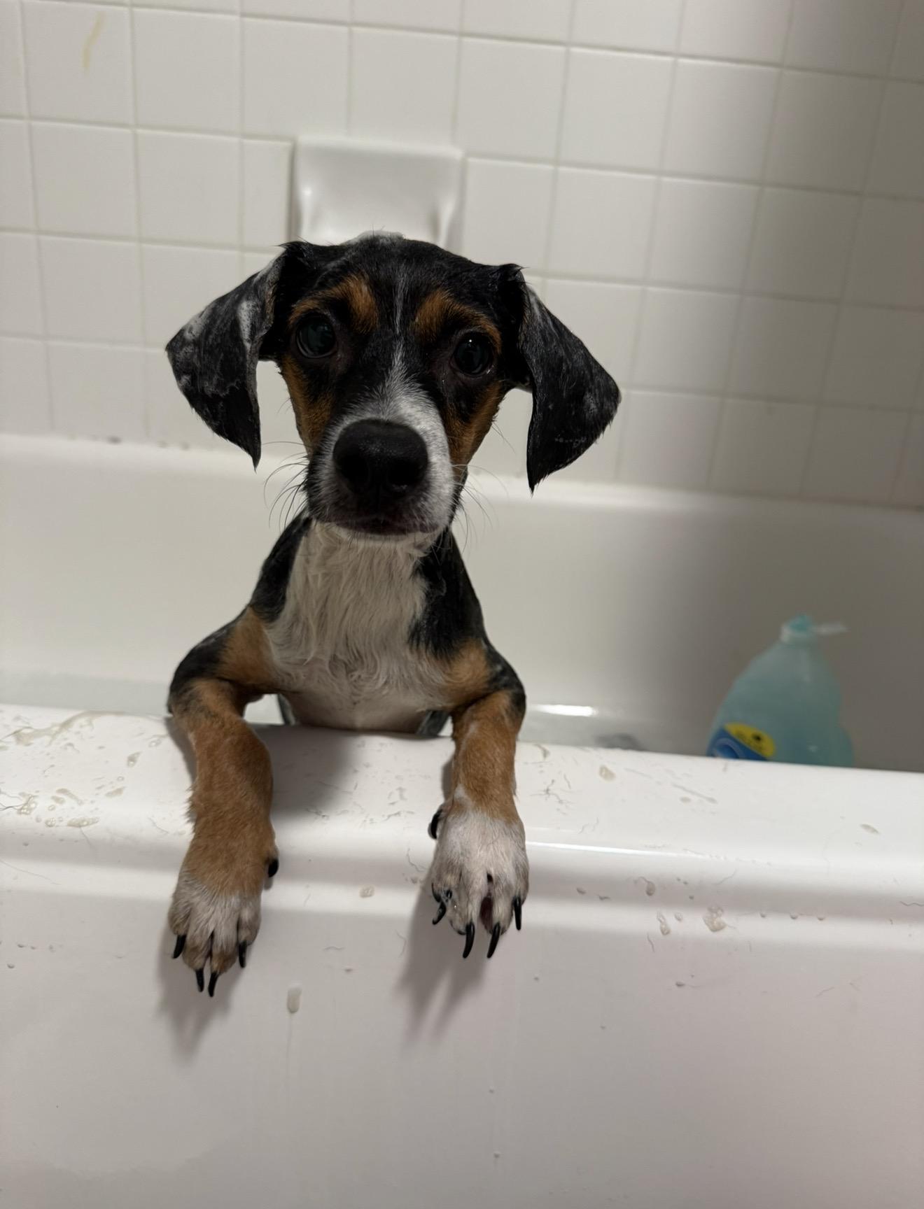 Ritz, ADOPTABLE, Puppy Male Jack Russell Terrier & Beagle.