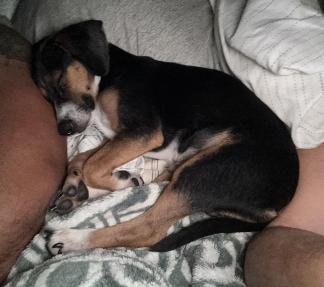 Enlarge Ritz, a ADOPTABLE mixed breed in San Antonio, TX image 2/6