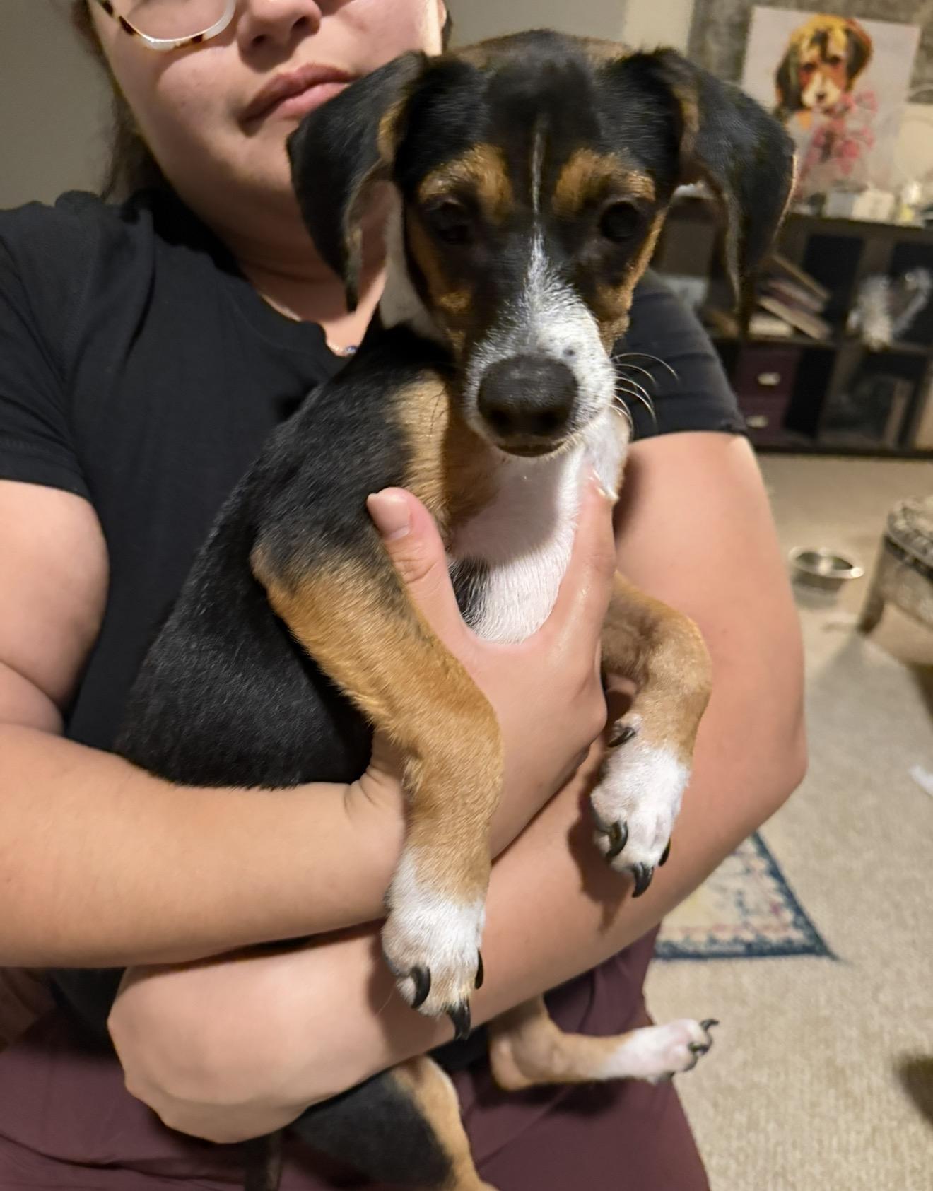 Enlarge Ritz, a ADOPTABLE mixed breed in San Antonio, TX image 5/6