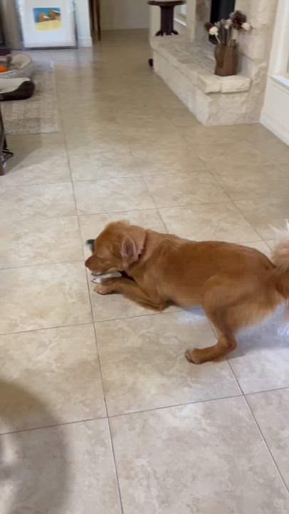 Enlarge Ritz, a ADOPTABLE mixed breed in San Antonio, TX video 3/6