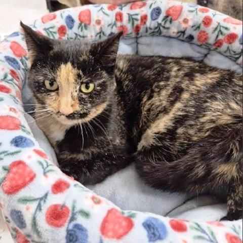 Cortana, a ADOPTABLE Tortoiseshell in Salt Lake City, UT image 2/2