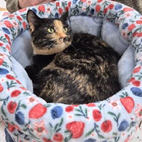 Cortana, ADOPTABLE, Adult Female Tortoiseshell.