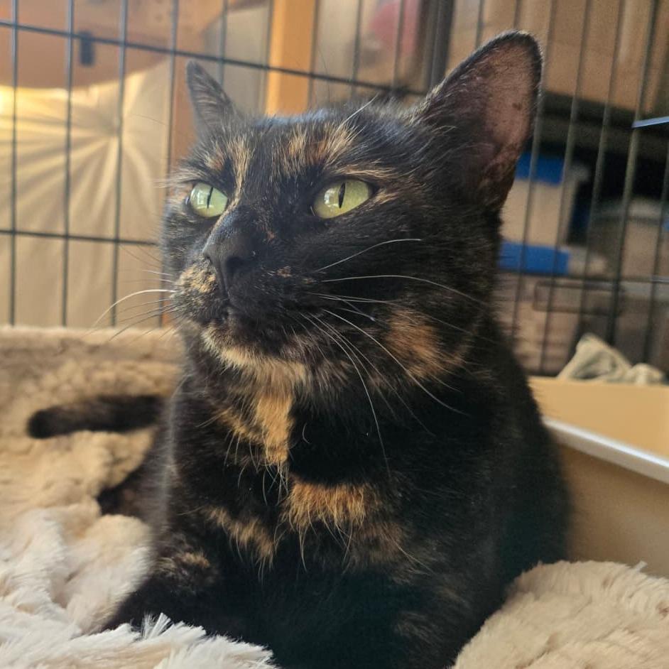 Cora, Adoptable, Adult Female Domestic Short Hair.