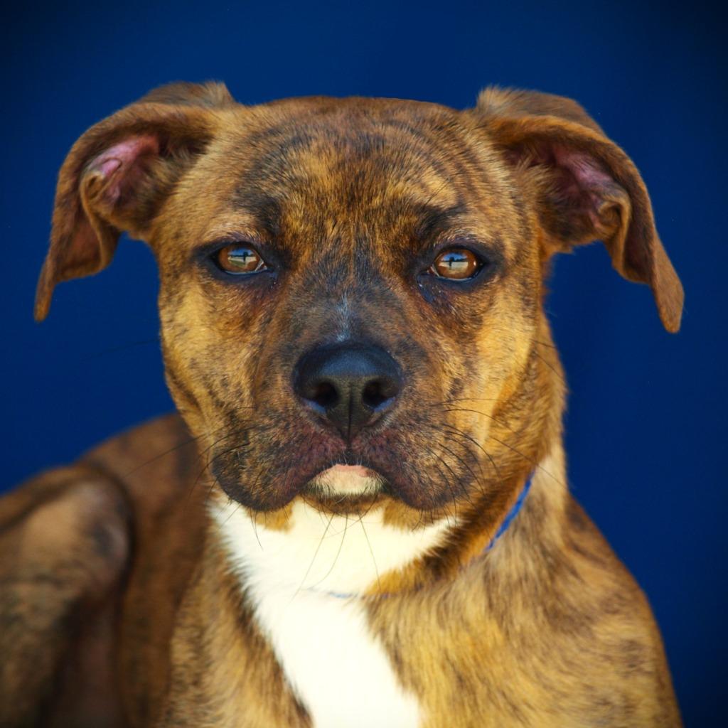 Farah(Nala), Adoptable, Adult Female Mixed Breed.