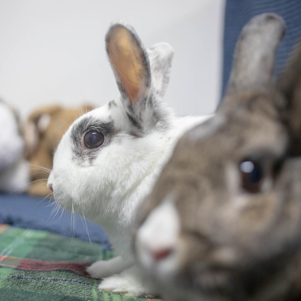 Pippa (bonded to Bowie), Adoptable, Senior Female English Spot & Rabbit, DomesticMix.