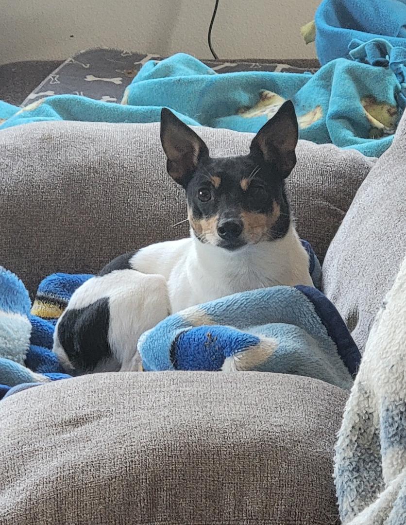 Enlarge Cooper, a Adopted Terrier in Richland Center, WI image 1/1