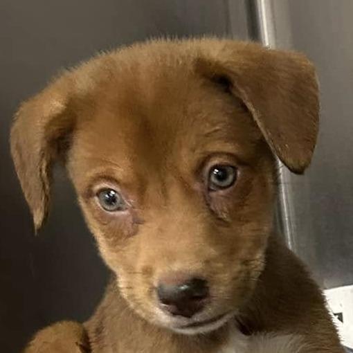 Nikki, Adoptable, Puppy Female Boxer & Hound.