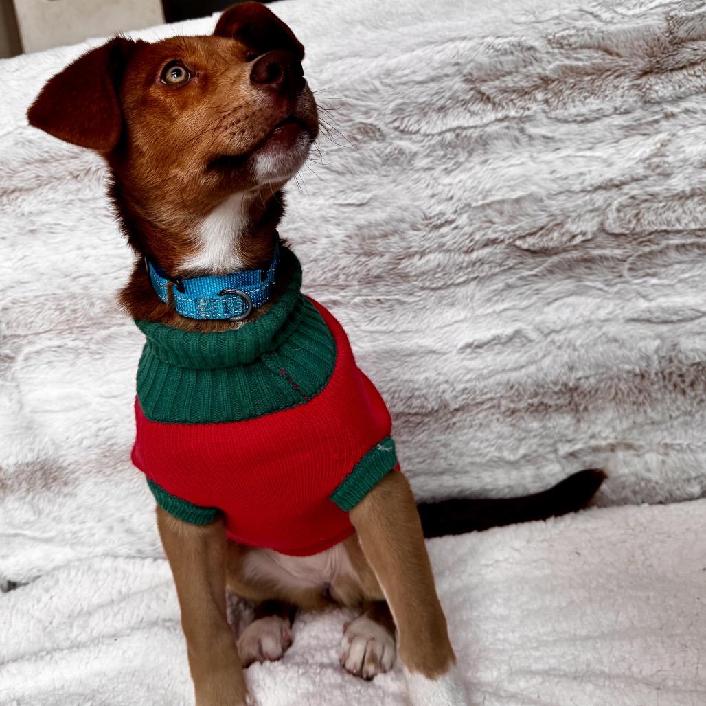 Enlarge Nikki, a Adoptable mixed breed in Muscatine, IA image 2/6