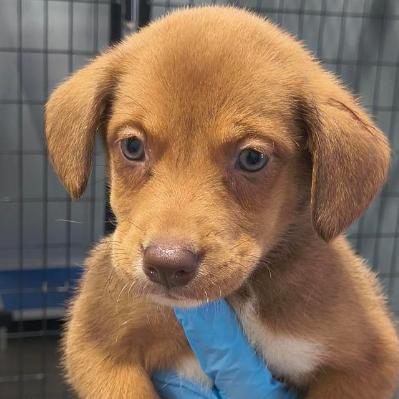 Enlarge Nikki, a Adoptable mixed breed in Muscatine, IA image 3/6