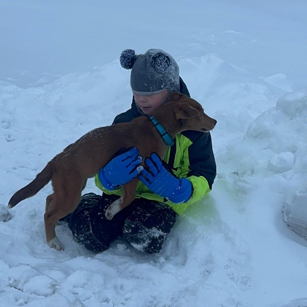 Enlarge Nikki, a Adoptable mixed breed in Muscatine, IA image 4/6