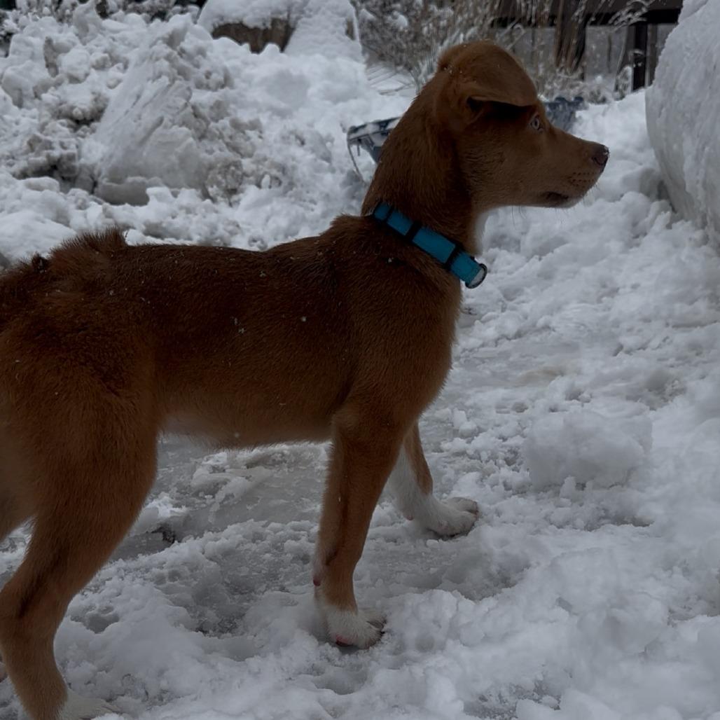 Enlarge Nikki, a Adoptable mixed breed in Muscatine, IA image 5/6