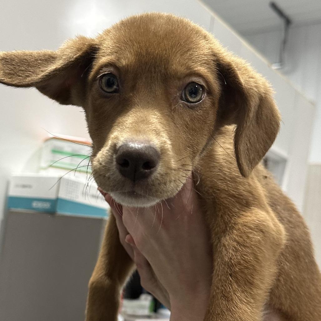 Enlarge Nikki, a Adoptable mixed breed in Muscatine, IA image 6/6