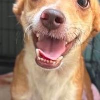 Barney, ADOPTABLE, Adult Male Feist.