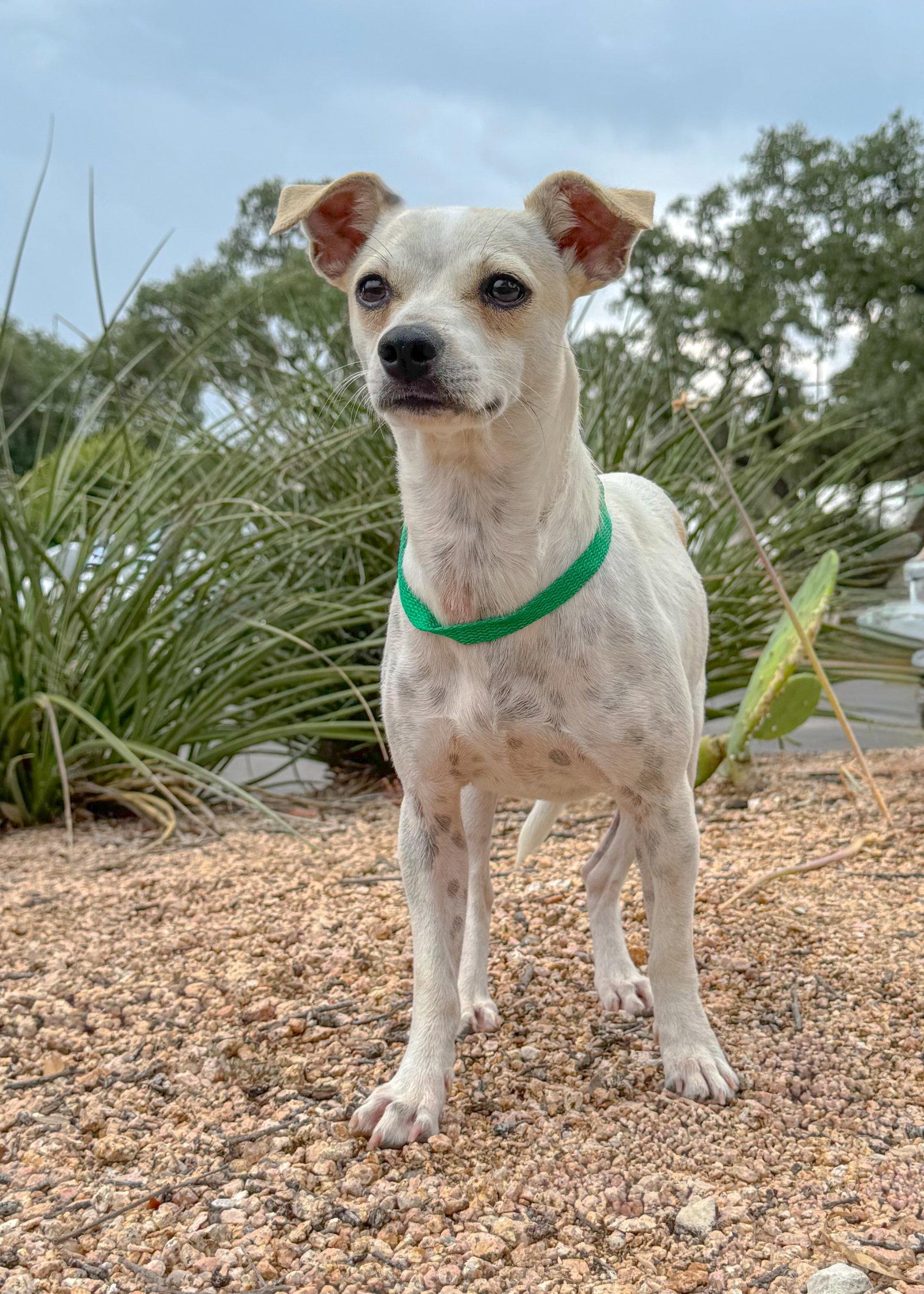 Ivy, Adoptable, Adult Female Terrier.