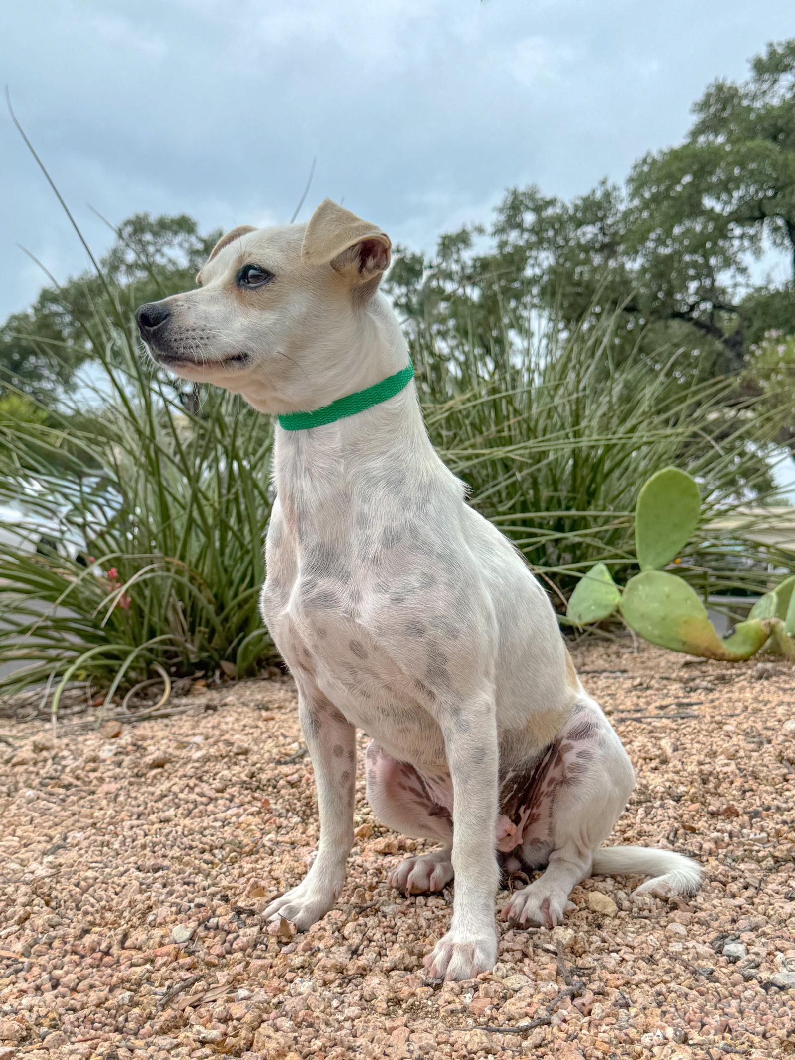 Ivy, a Adoptable Terrier in Helotes, TX image 2/3