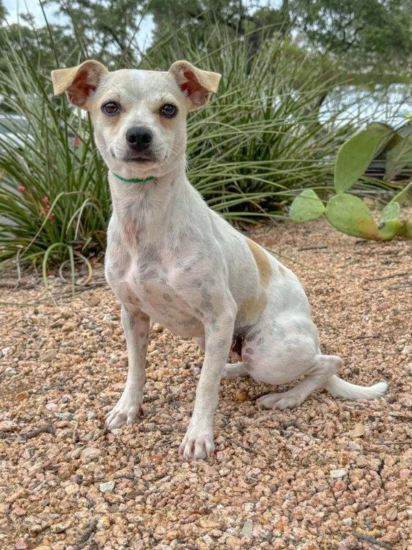 Ivy, a Adoptable Terrier in Helotes, TX image 3/3