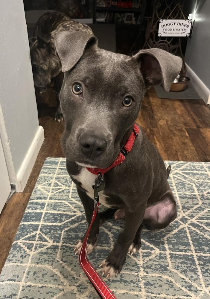 Brantley, Adoptable, Puppy Male Pit Bull Terrier.