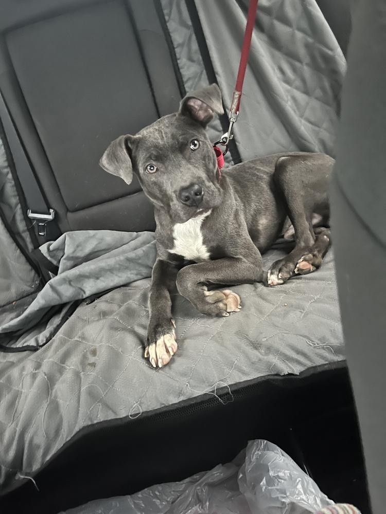 Enlarge Brantley, a Adoptable mixed breed in Irwin, PA image 2/6