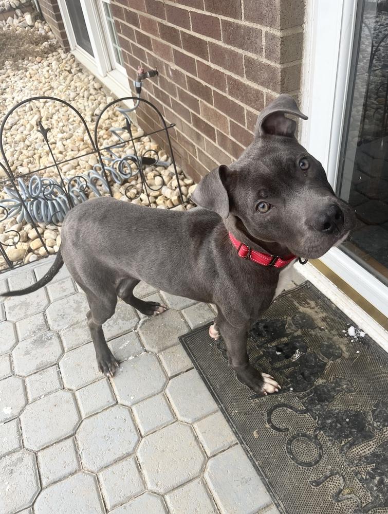 Enlarge Brantley, a Adoptable mixed breed in Irwin, PA image 3/6