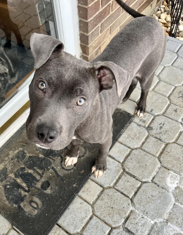 Enlarge Brantley, a Adoptable mixed breed in Irwin, PA image 5/6