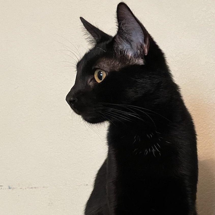 Enlarge Jet, a Adopted American Shorthair in Bryan, TX image 6/6