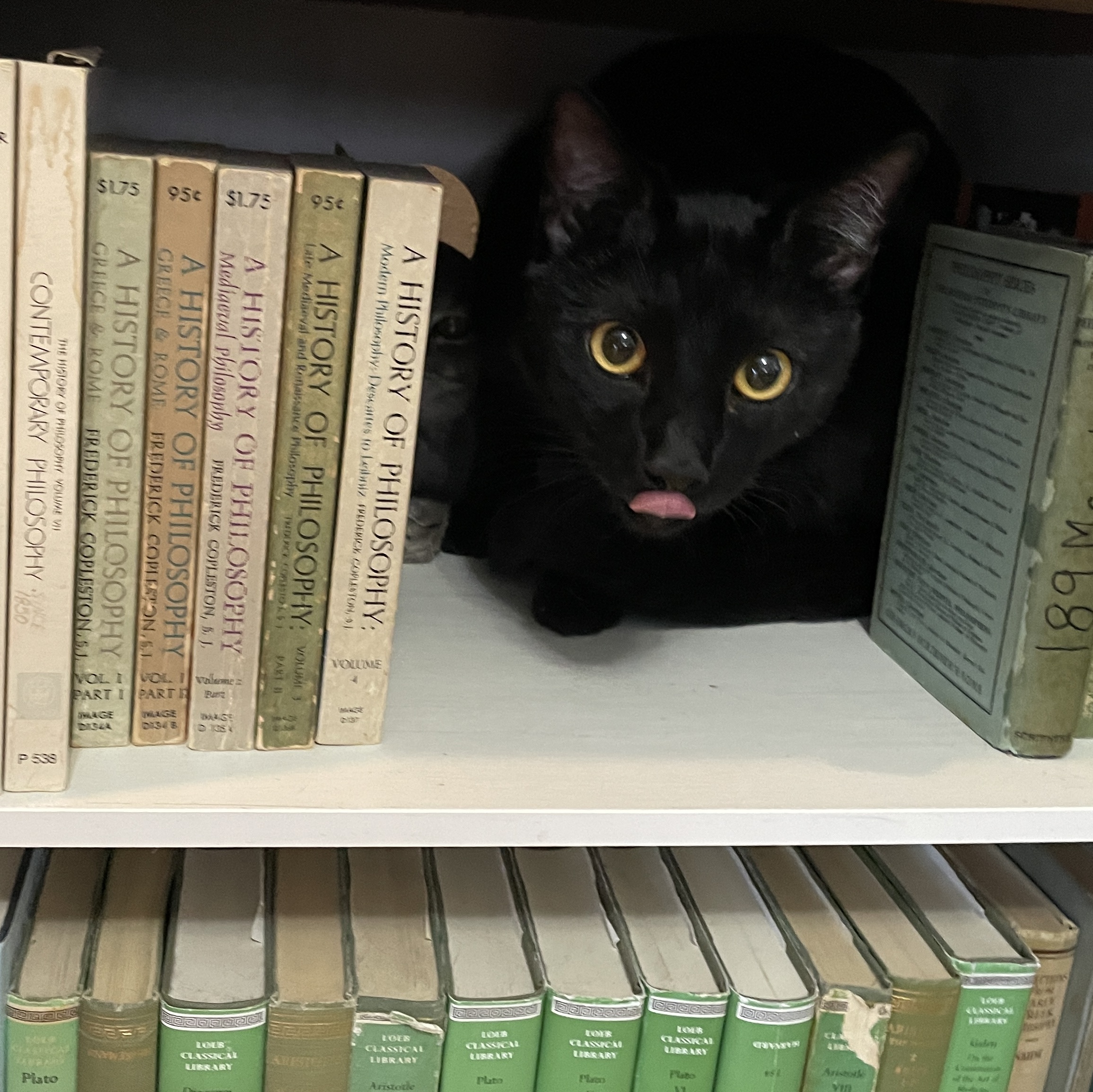 Enlarge Jet, a Adopted American Shorthair in Bryan, TX image 5/6