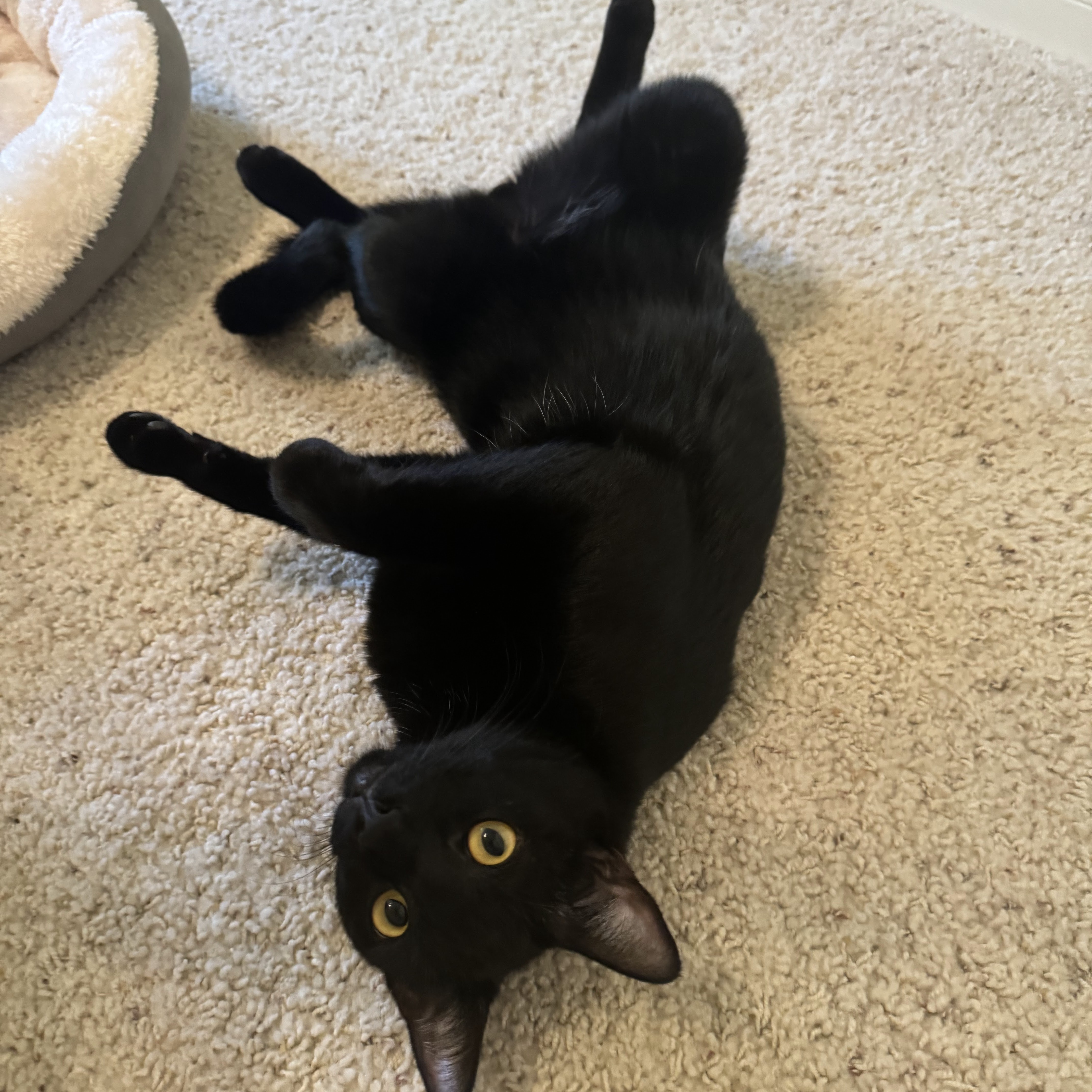 Enlarge Jet, a Adopted American Shorthair in Bryan, TX image 2/6