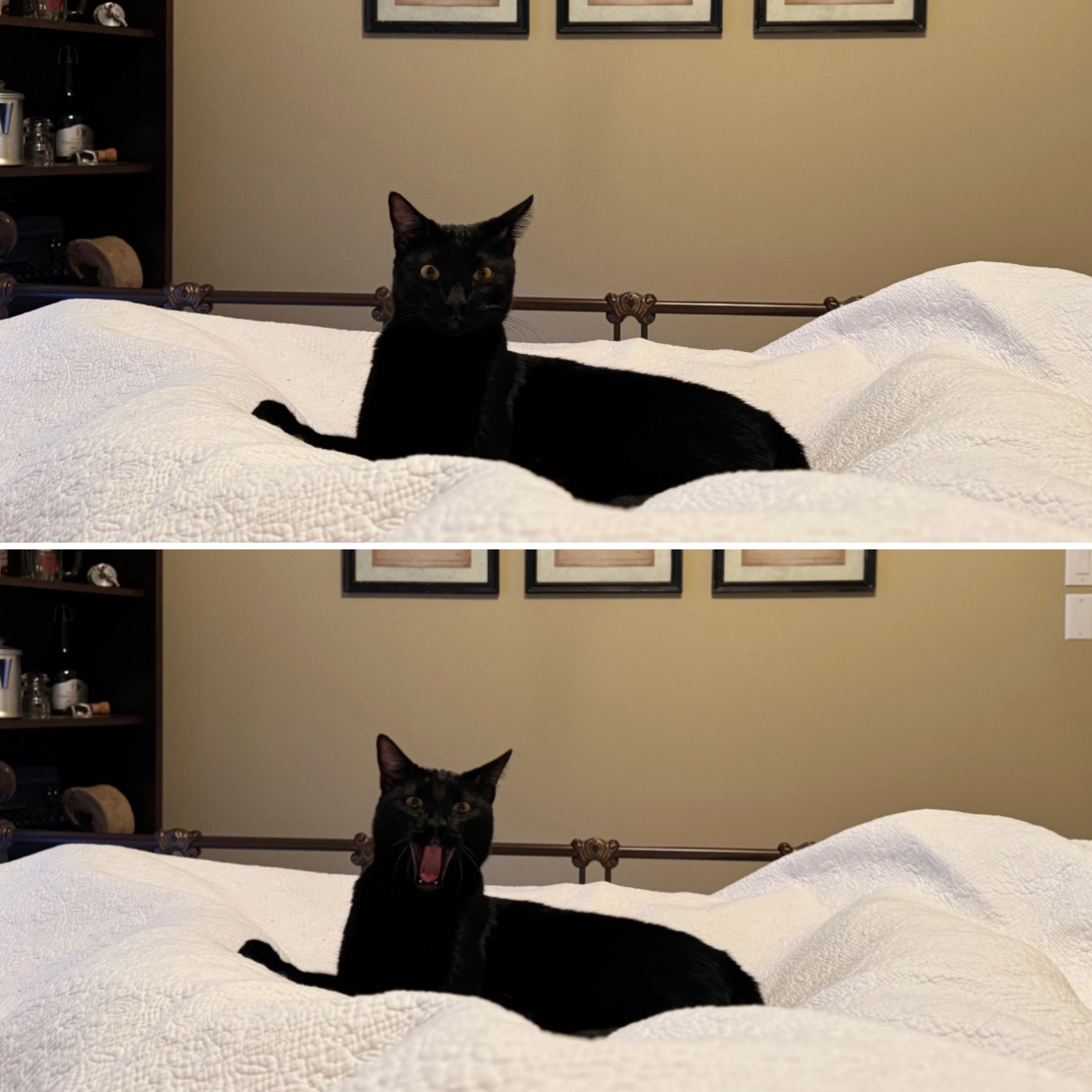 Enlarge Jet, a Adopted American Shorthair in Bryan, TX image 3/6