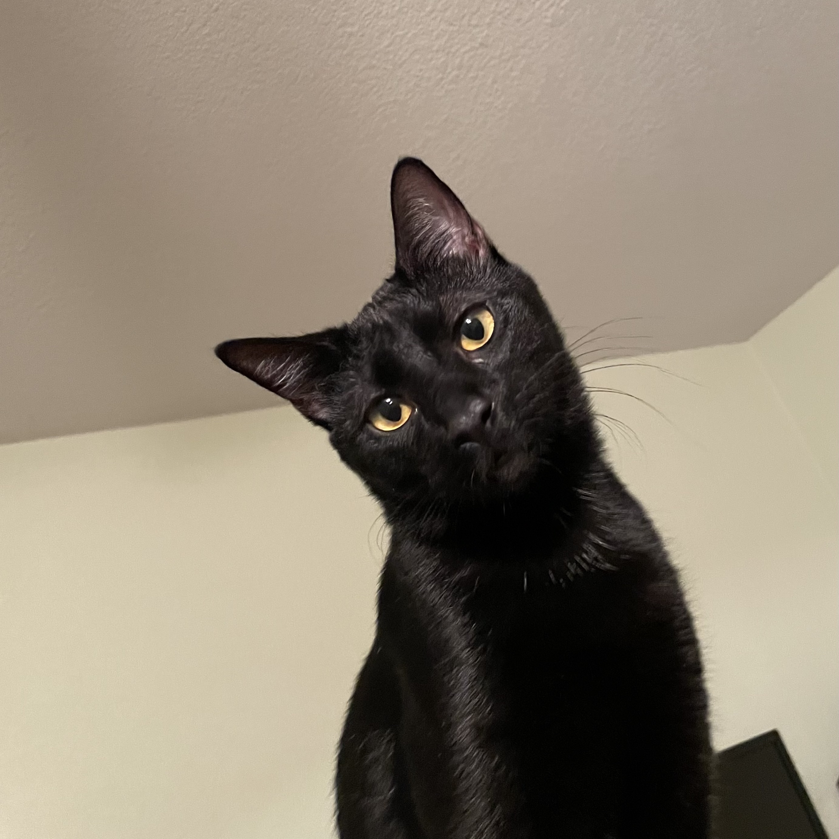 Enlarge Jet, a Adopted American Shorthair in Bryan, TX image 1/6