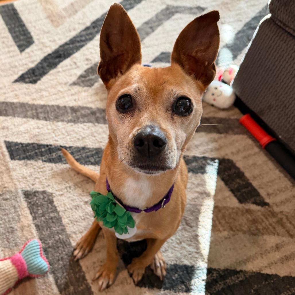 Nala Panera, Adoptable, Senior Female Chihuahua.