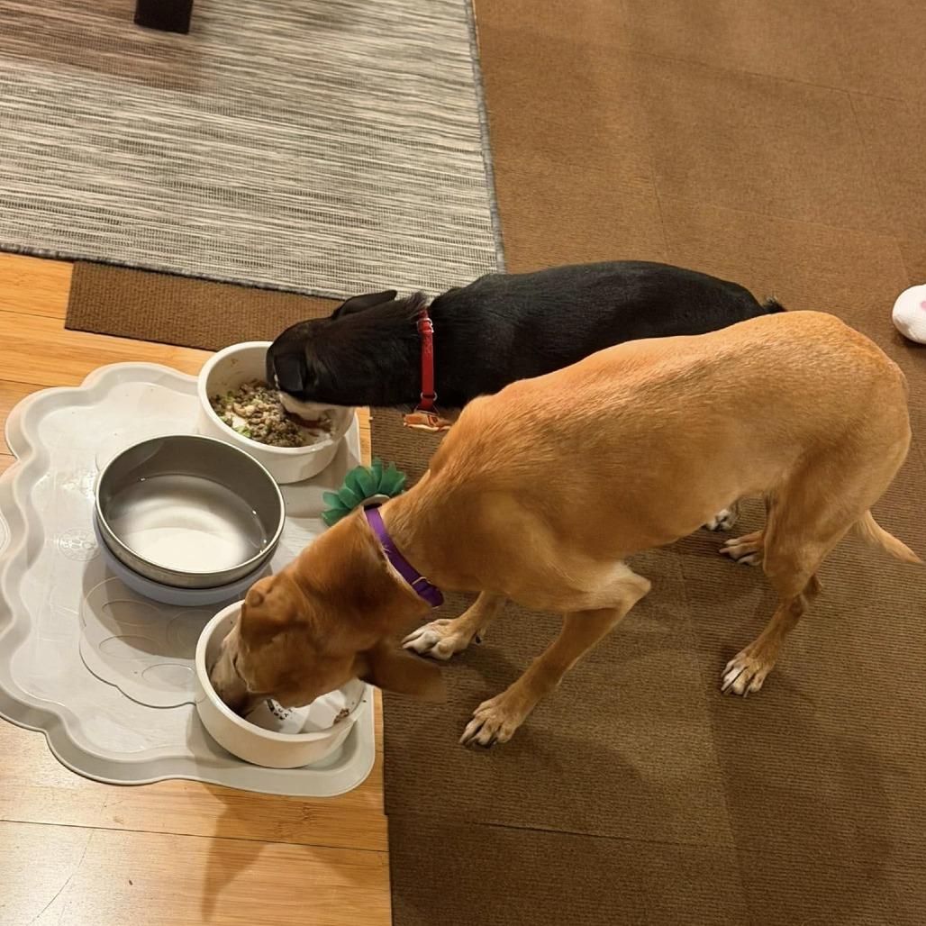 Nala Panera, Adoptable, Senior Female Chihuahua.