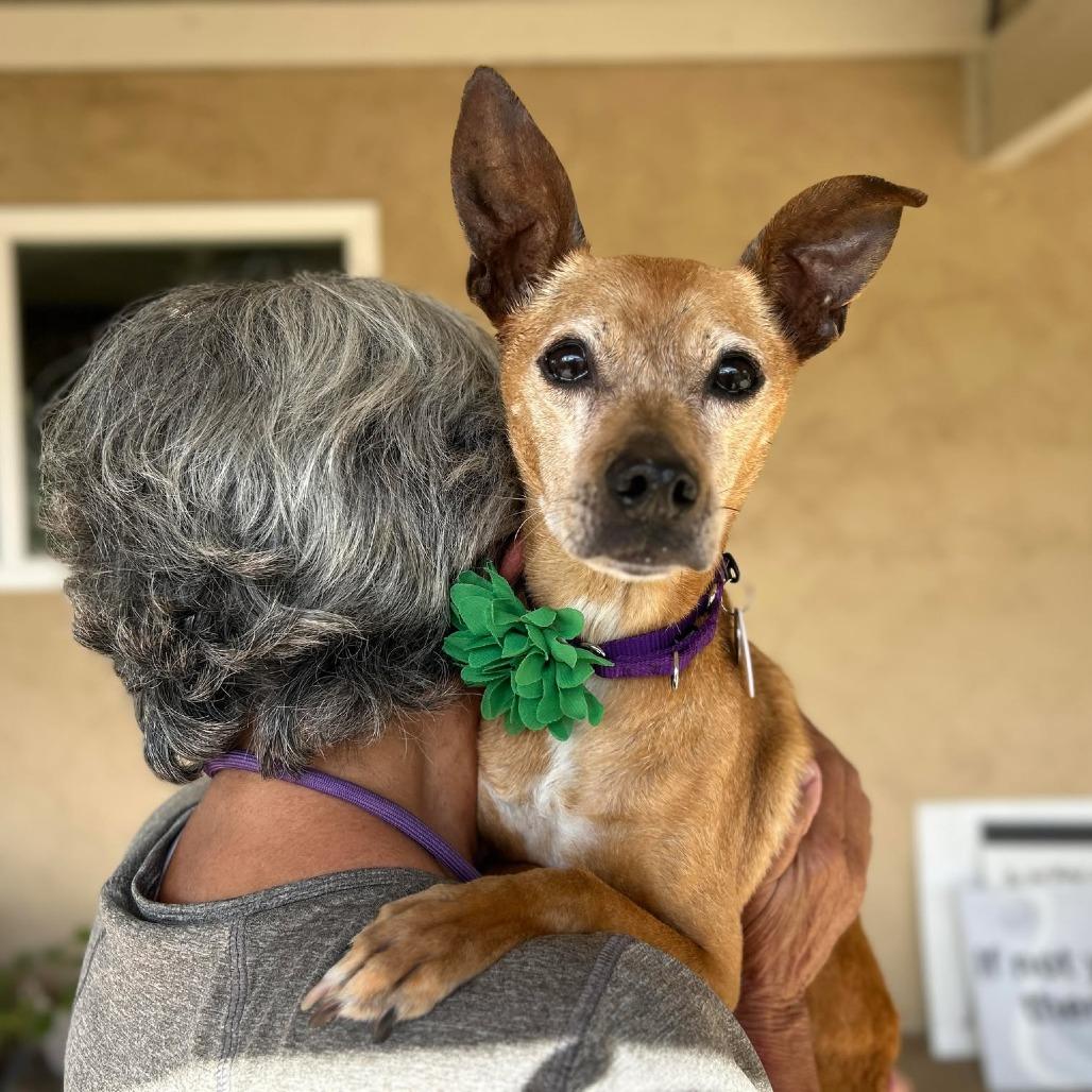 Enlarge Nala Panera, a Adoptable Chihuahua in Ramona, CA image 6/6