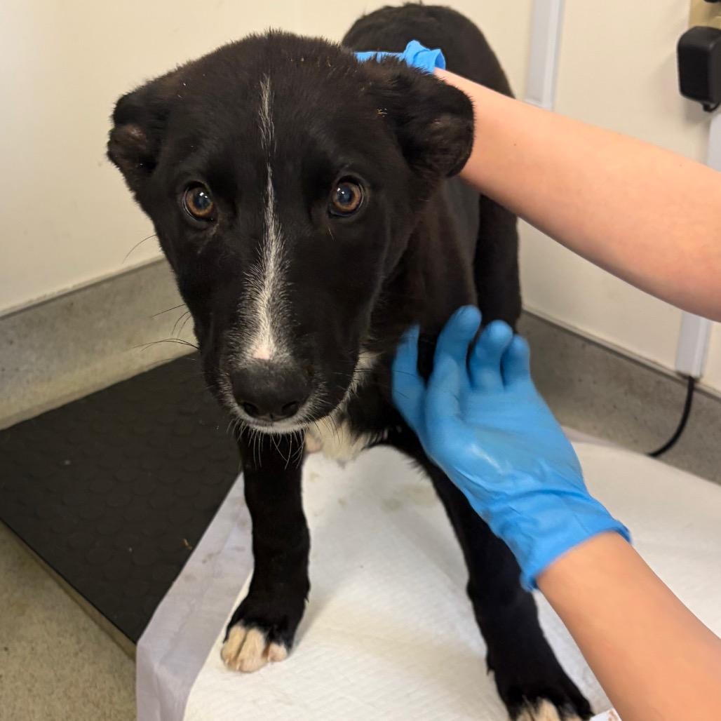 Electra, Adoptable, Puppy Female German Shepherd Dog & Mixed Breed.