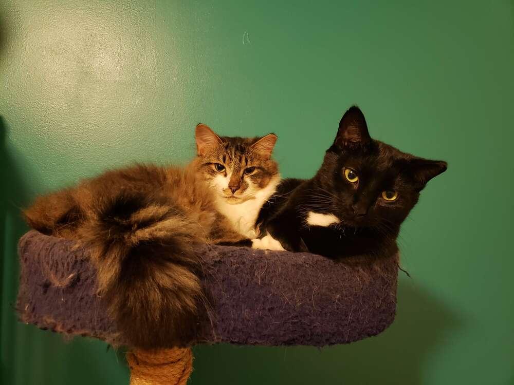 Hasperat, Adoptable, Young Female Domestic Short Hair.