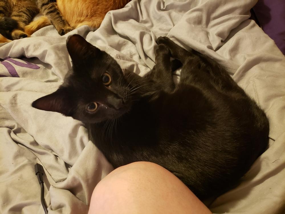 Enlarge Hasperat, a Adoptable Domestic Short Hair in West Columbia, SC image 5/6