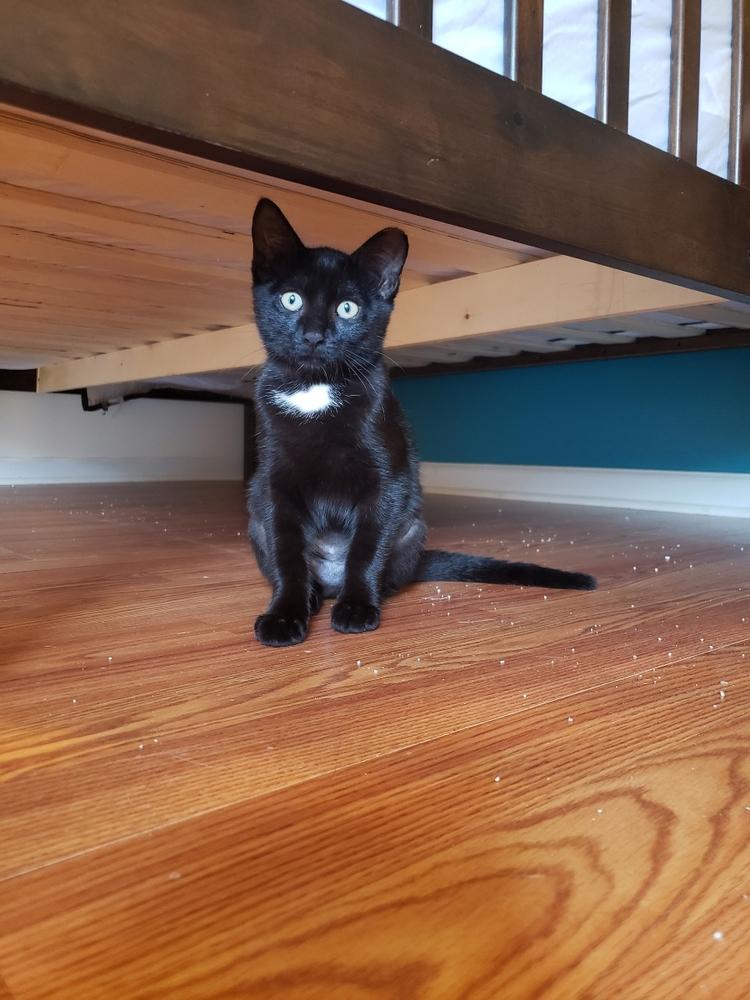 Enlarge Hasperat, a Adoptable Domestic Short Hair in West Columbia, SC image 6/6