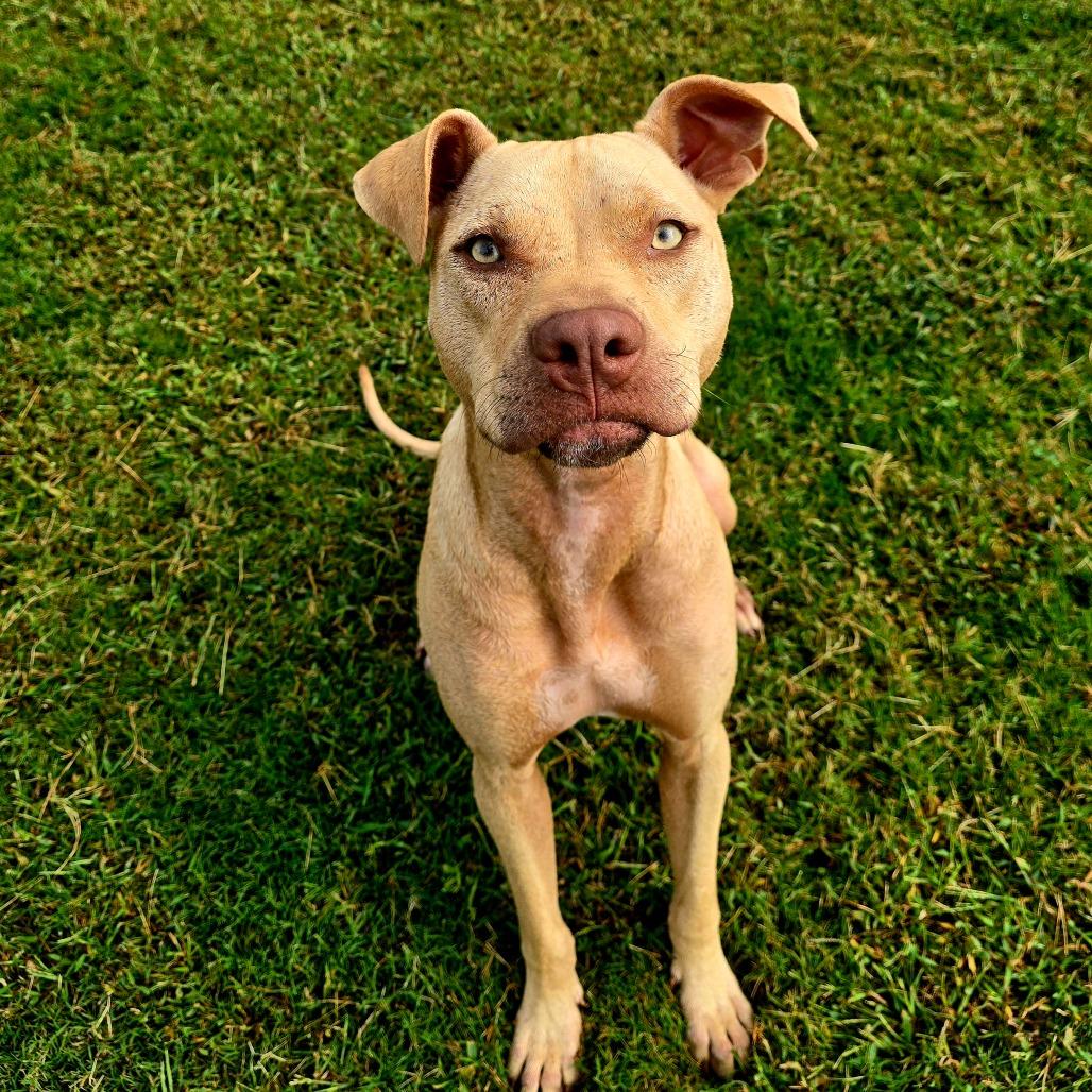 Gracie, Adoptable, Adult Female Mixed Breed.