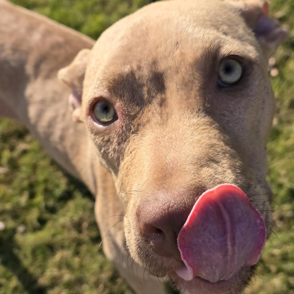 Enlarge Gracie, a Adoptable Mixed Breed in Huntsville, AL image 2/6