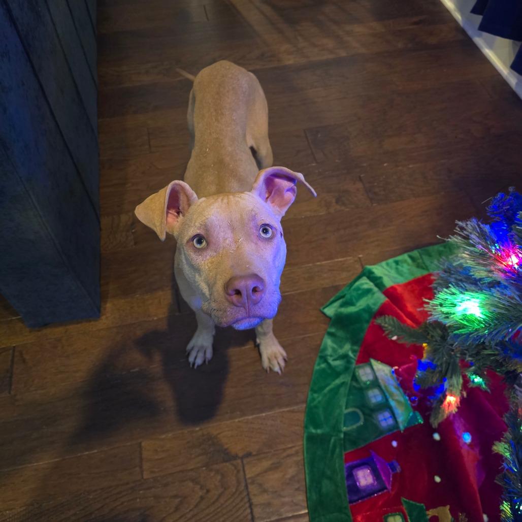 Enlarge Gracie, a Adoptable Mixed Breed in Huntsville, AL image 3/6