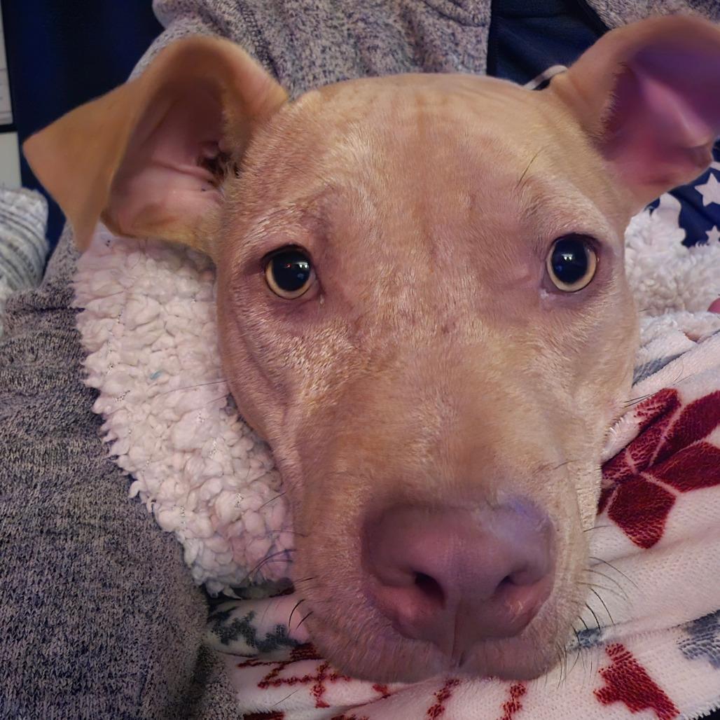 Enlarge Gracie, a Adoptable Mixed Breed in Huntsville, AL image 4/6