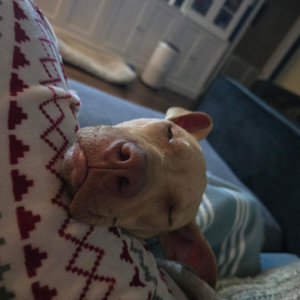 Enlarge Gracie, a Adoptable Mixed Breed in Huntsville, AL image 5/6