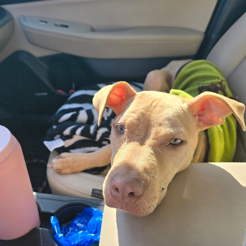 Enlarge Gracie, a Adoptable Mixed Breed in Huntsville, AL image 6/6