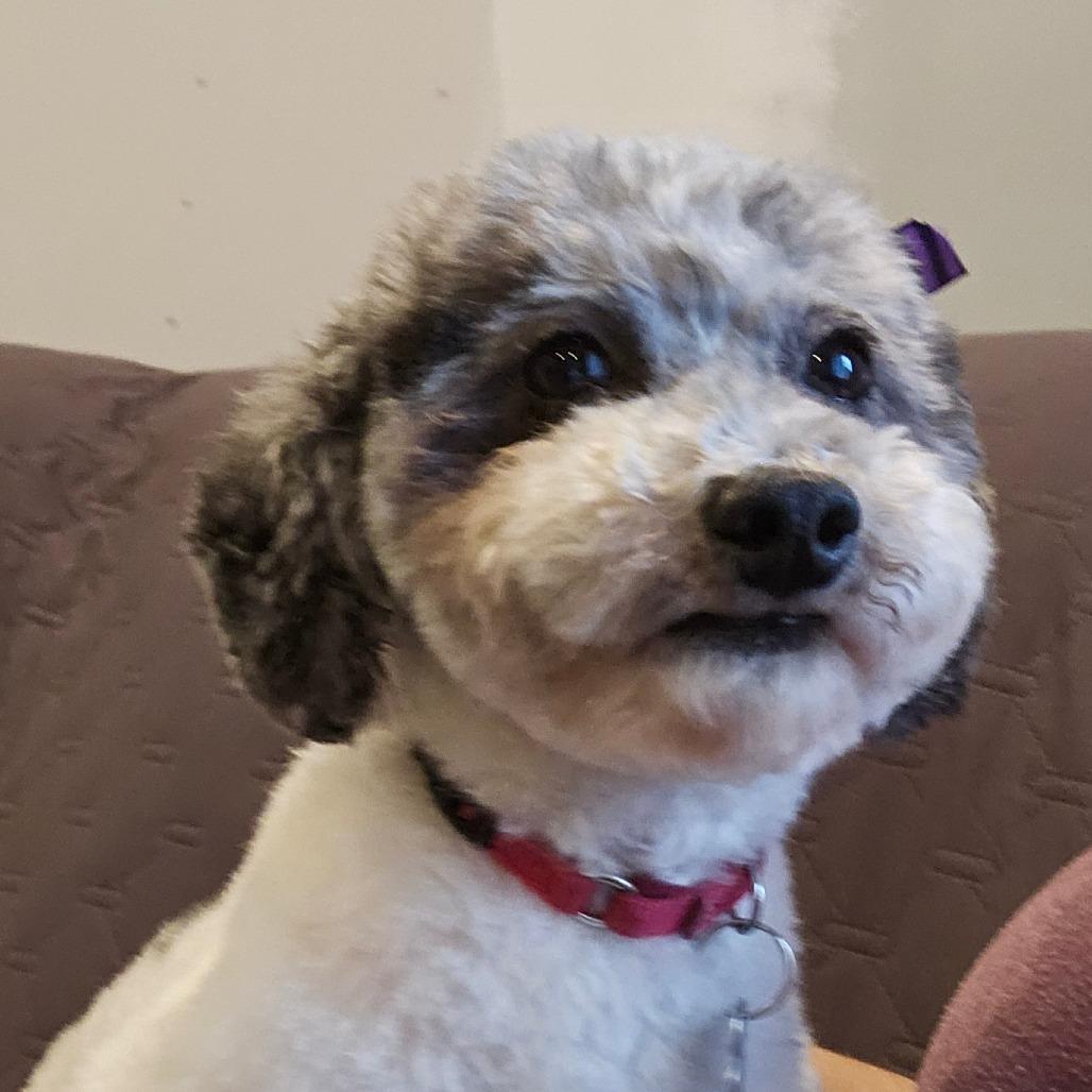 Pixie, Adoptable, Adult Female Miniature Poodle.