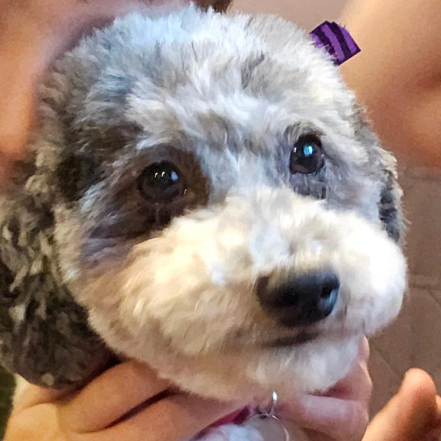 Enlarge Pixie, a Adoptable Miniature Poodle in Sinking Spring, PA image 2/3