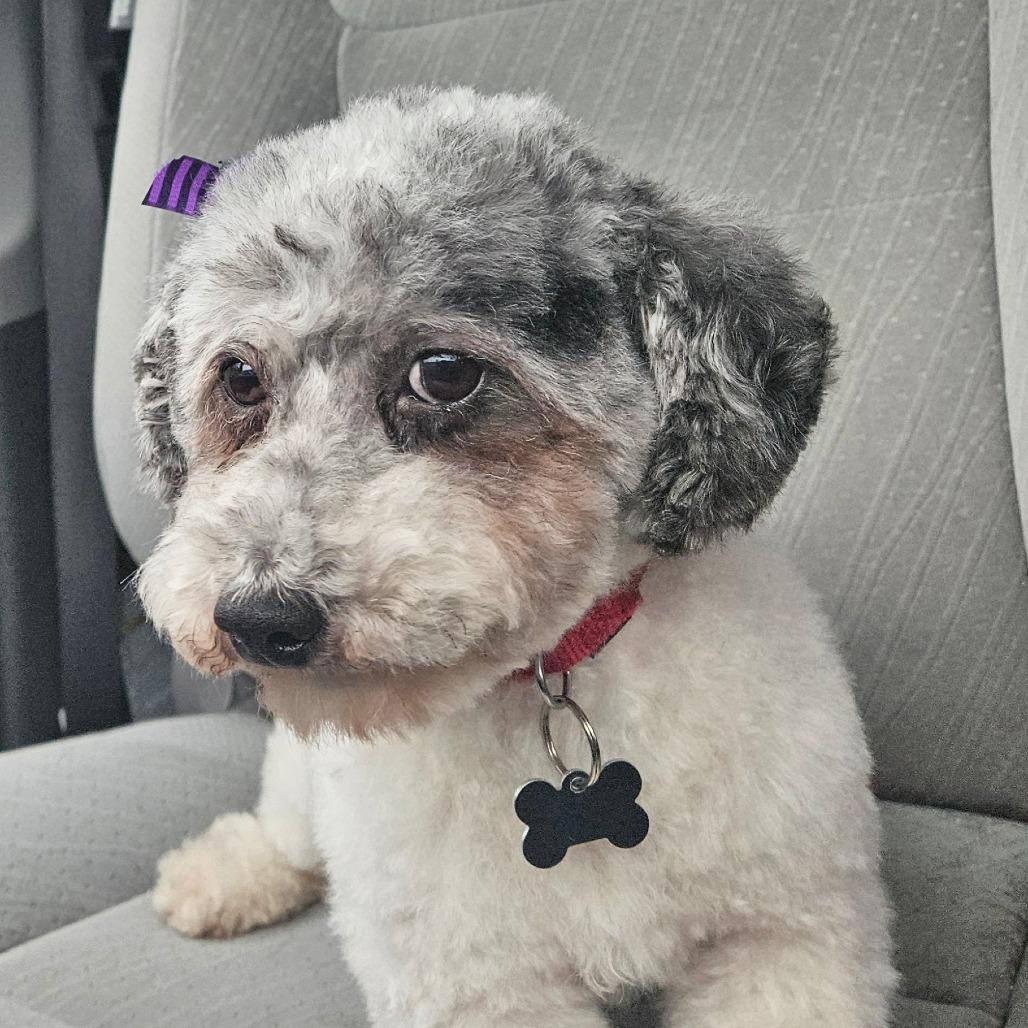 Enlarge Pixie, a Adoptable Miniature Poodle in Sinking Spring, PA image 3/3