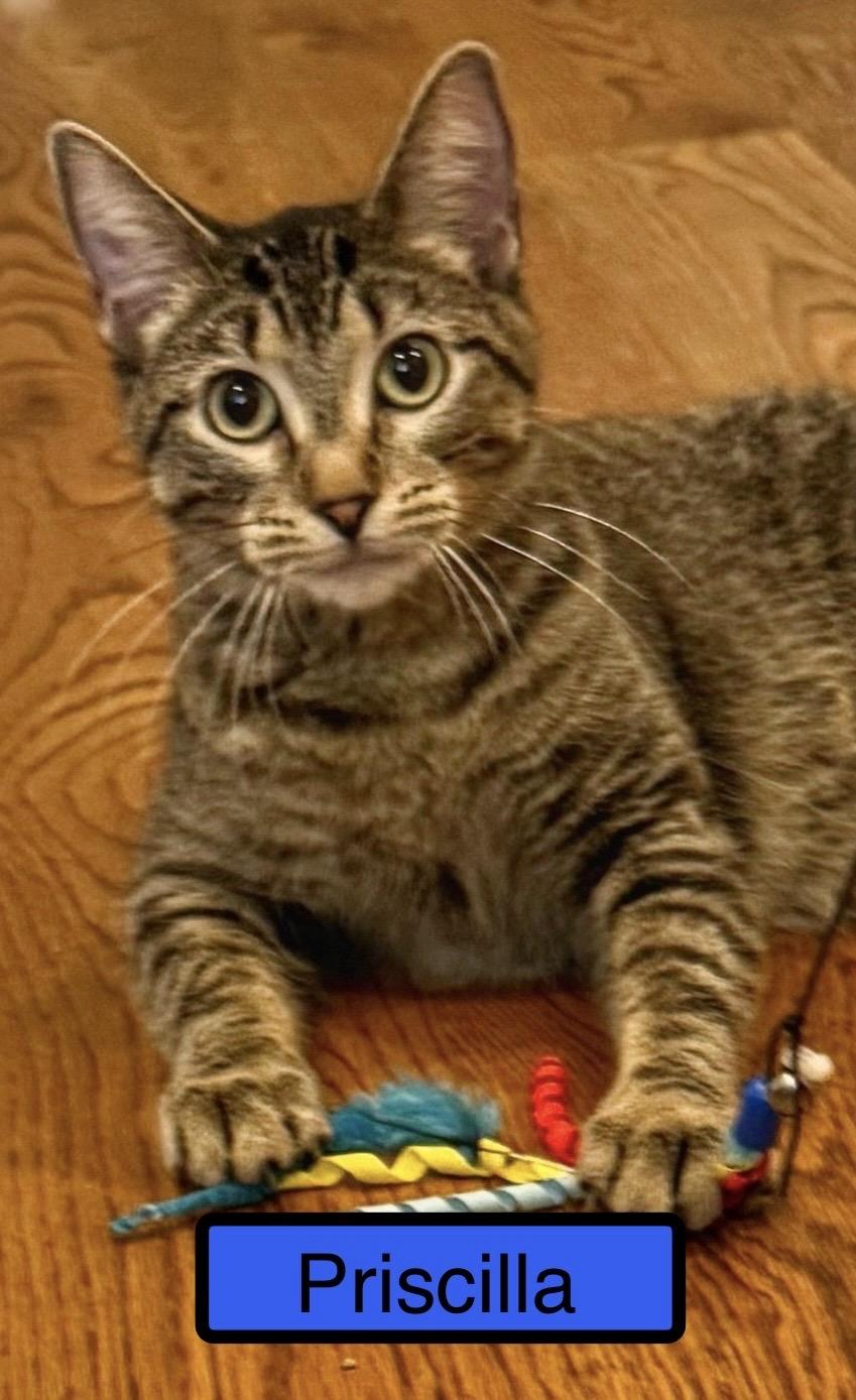 Priscilla