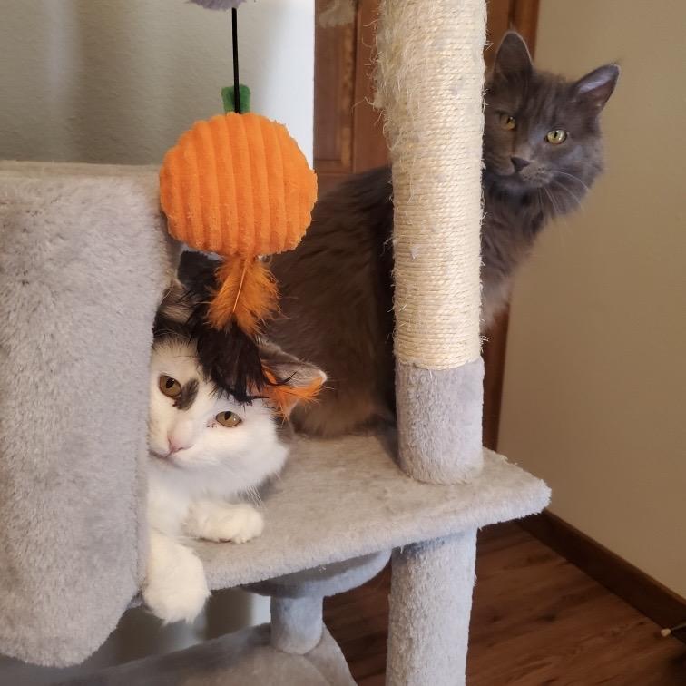 Enlarge Elixir, a Adopted mixed breed in Santa Fe, NM image 3/6