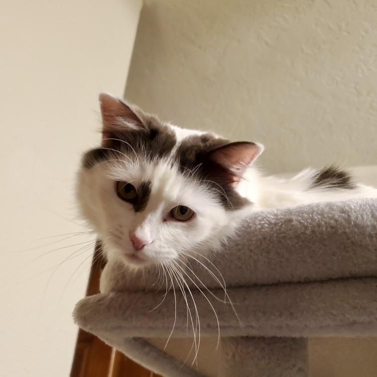 Enlarge Elixir, a Adopted mixed breed in Santa Fe, NM image 4/6